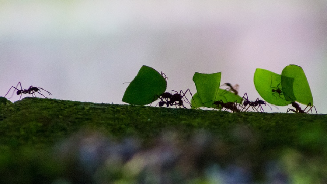 fourmis senat alimentation soutenable