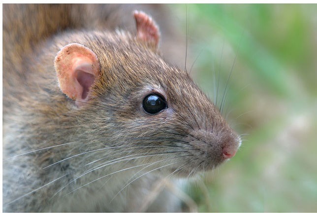 Comment se débarrasser des rats le plus naturellement possible?
