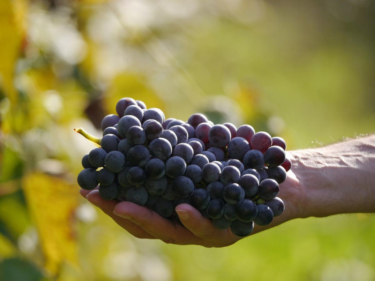 ENQUETE FRANCEINFO. Additifs, pesticides Le vin que vous buvez ne  contient pas que du raisin : découvrez le résultat de nos analyses