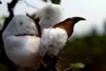 coton bt cotton ogm gmo genetically modified organism genetiquement modifie