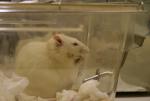 rat de laboratoire crédit Jean-Etienne Minh-Duy Poirrier