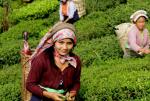 groupe de cueilleuses de thé - plantation de Selimbong, Darjeeling, Inde. Crédit photo: Jardins de Gaïa