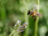 abeille ogm gmo bee conseil scientifique haut conseil biotechnologies