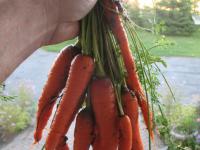 arrachage carottes amap denise et daniel vuillon expropriation