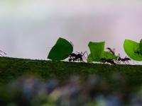 fourmis senat alimentation soutenable