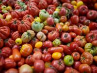 tomates variétés anciennes jacques caplat expressions intérêt collectif