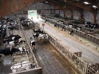 Vaches laitières sur caillebottis libre - ferme expérimentale de Thiverval Grignon 