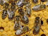 rayons miel ogm gmo abeille