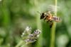abeille ogm gmo bee conseil scientifique haut conseil biotechnologies