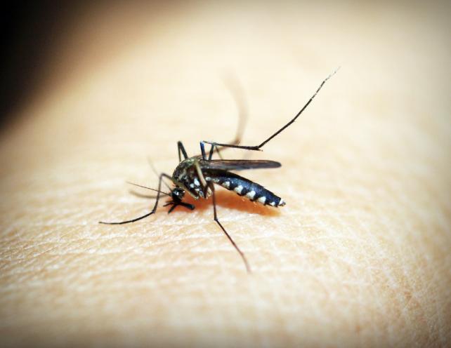 Recette DIY: réalisez votre spray répulsif anti-moustique