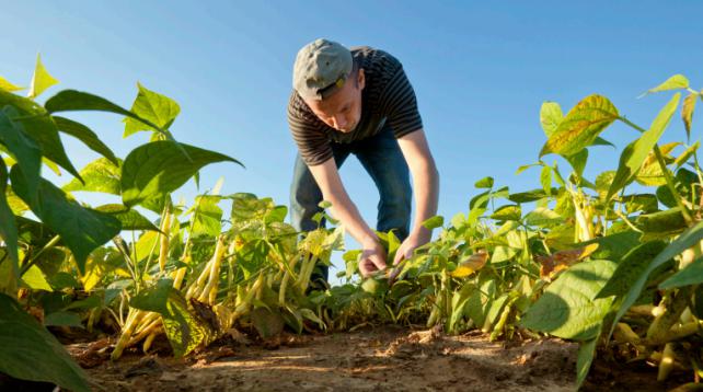 agriculteur bio - crédit photo USDA
